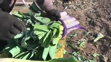 农民将新鲜收获的韭菜堆放在网袋中。 采收，<strong>加工蔬菜</strong>.. 农活整理<strong>蔬菜</strong>.. 农业